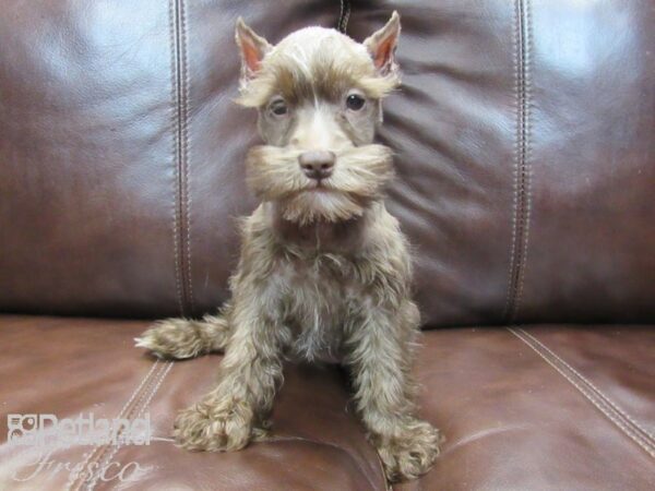 Miniature Schnauzer-DOG-Female-CHOC-26551-Petland Frisco & Mckinney, Texas