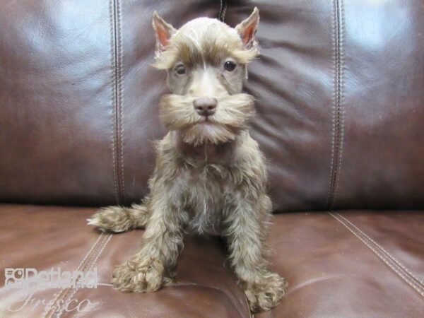 Miniature Schnauzer-DOG-Female-CHOC-26551-Petland Frisco, Texas