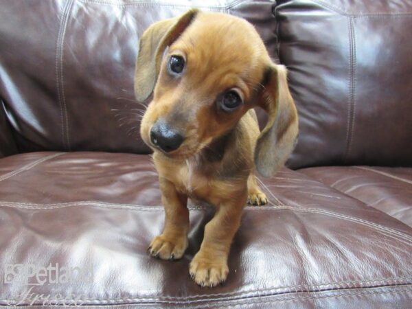 Miniature Dachshund-DOG-Male-RED-26548-Petland Frisco & Mckinney, Texas