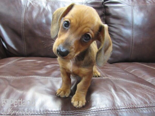 Miniature Dachshund-DOG-Male-RED-26548-Petland Frisco, Texas