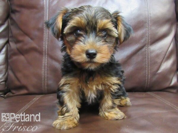 Yorkshire Terrier-DOG-Male-Black and Tan-26552-Petland Frisco & Mckinney, Texas