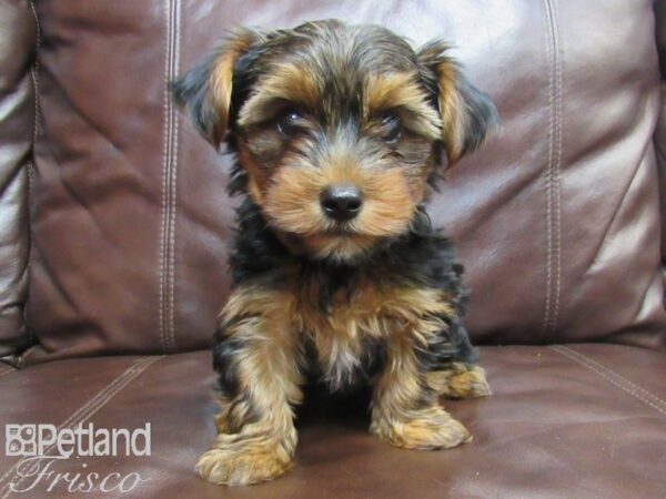 Yorkshire Terrier-DOG-Male-Black and Tan-26552-Petland Frisco, Texas