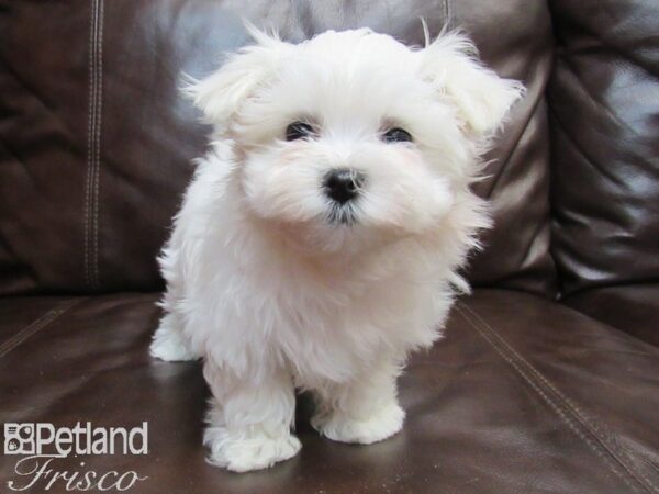 Maltese DOG Female White 26556 Petland Frisco, Texas