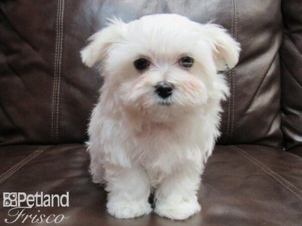 Maltese-DOG-Female-White-26557-Petland Frisco, Texas