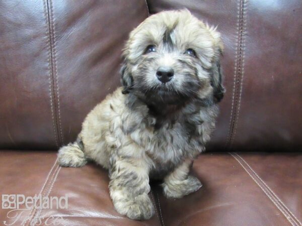 F1B Mini Bernedoodle-DOG-Male-Brindle-26561-Petland Frisco, Texas