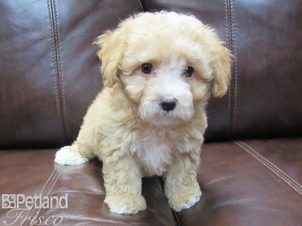 F1B Mini Bernedoodle DOG Female Golden 26562 Petland Frisco, Texas