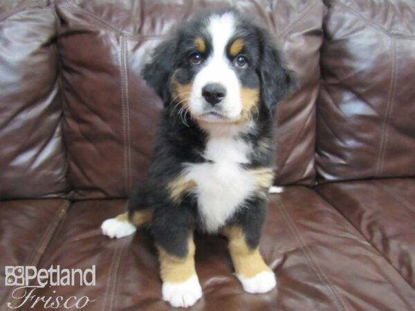 Bernese Mountain Dog DOG Male Tri 26563 Petland Frisco, Texas