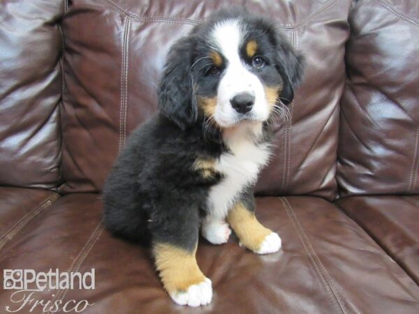 Bernese Mountain Dog DOG Male Tri 26564 Petland Frisco, Texas