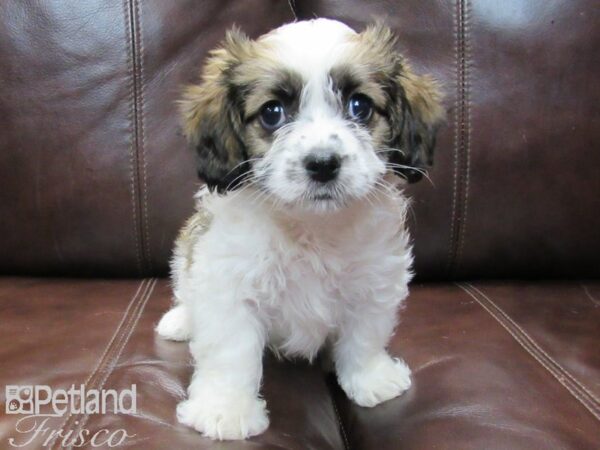 Cavachon-DOG-Male-Brown and White-26565-Petland Frisco, Texas