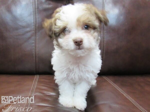 Havanese-DOG-Female-Brown and White-26568-Petland Frisco & Mckinney, Texas
