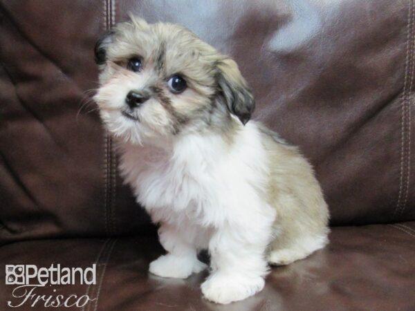 Havanese-DOG-Female-Brown and White-26569-Petland Frisco, Texas