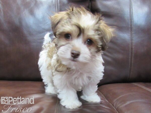 Havanese-DOG-Male-Brown and White-26570-Petland Frisco & Mckinney, Texas