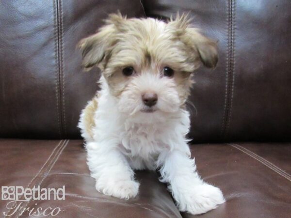 Havanese-DOG-Male-Brown and White-26571-Petland Frisco, Texas