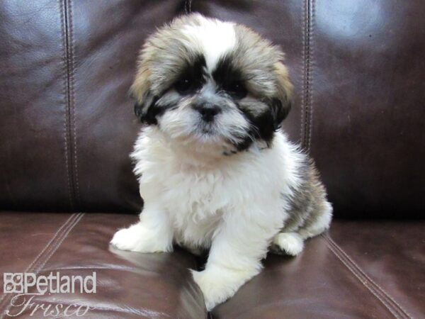 Shih Tzu-DOG-Female-White and Brown-26572-Petland Frisco, Texas