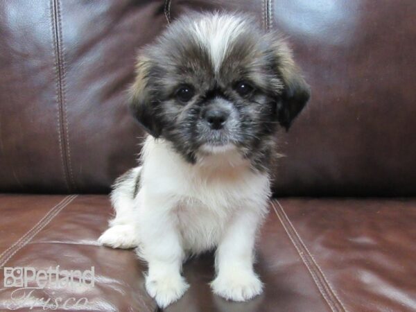 Shih Tzu-DOG-Female-White and Brown-26573-Petland Frisco & Mckinney, Texas