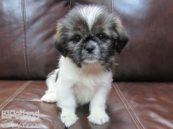 Shih Tzu-DOG-Female-White and Brown-26573-Petland Frisco, Texas