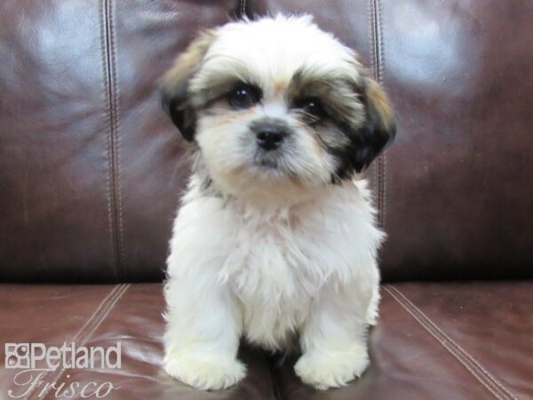 Shih Tzu-DOG-Male-White and Brown-26574-Petland Frisco & Mckinney, Texas