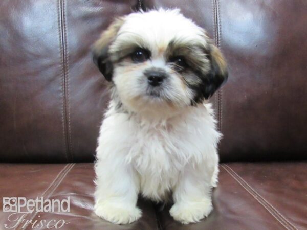 Shih Tzu-DOG-Male-White and Brown-26574-Petland Frisco, Texas