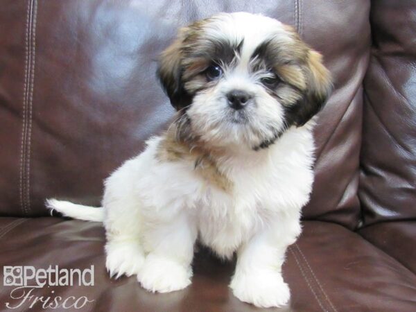 Shih Tzu-DOG-Male-White and Brown-26575-Petland Frisco & Mckinney, Texas
