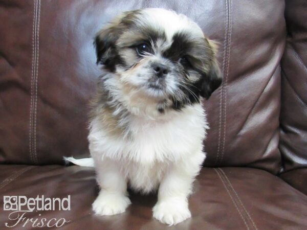 Shih Tzu-DOG-Male-White and Brown-26577-Petland Frisco & Mckinney, Texas