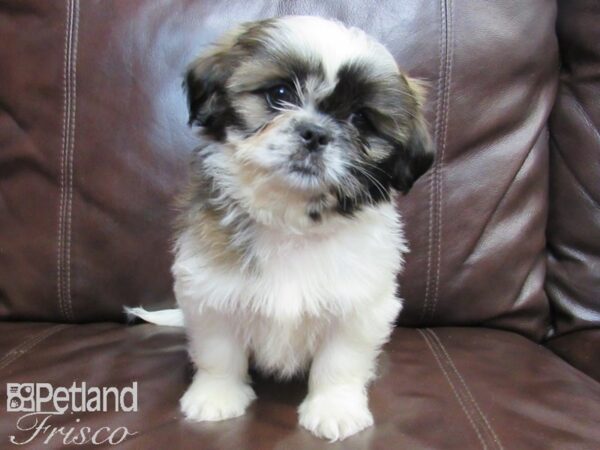 Shih Tzu-DOG-Male-White and Brown-26577-Petland Frisco, Texas