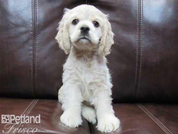 Cocker Spaniel DOG Male Buff 26578 Petland Frisco, Texas