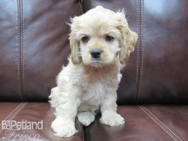 Cocker Spaniel DOG Female Buff 26579 Petland Frisco, Texas