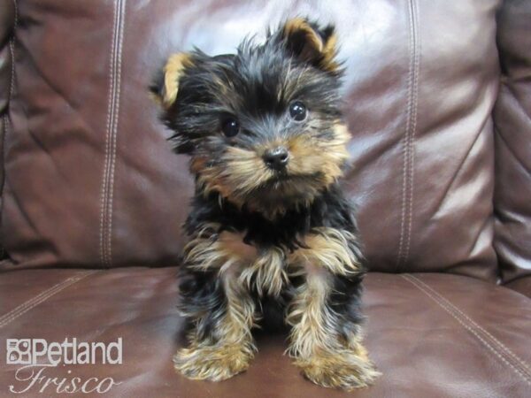 Yorkshire Terrier-DOG-Female-Black and Tan-26580-Petland Frisco, Texas