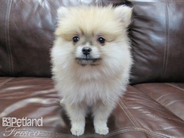 Pomeranian-DOG-Female-Tan and White-26581-Petland Frisco, Texas