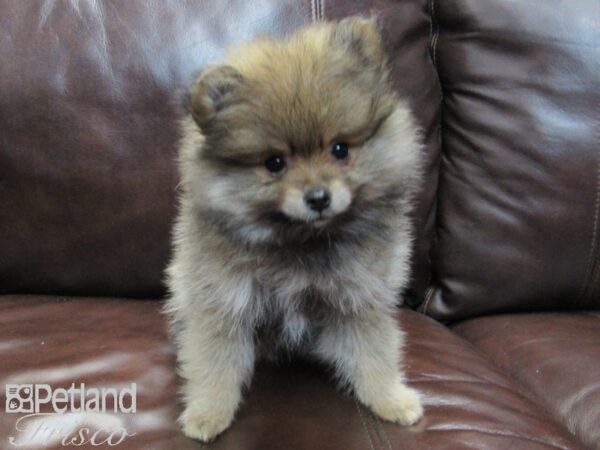 Pomeranian-DOG-Male-Brown and Black-26582-Petland Frisco, Texas