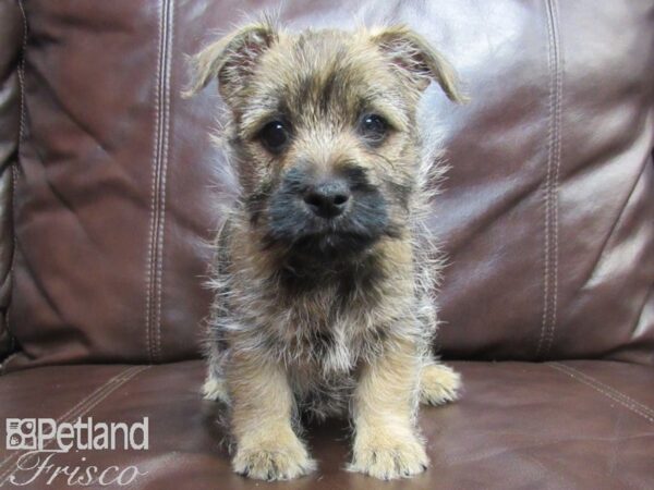 Cairn Terrier-DOG-Male-Wheaten-26583-Petland Frisco, Texas