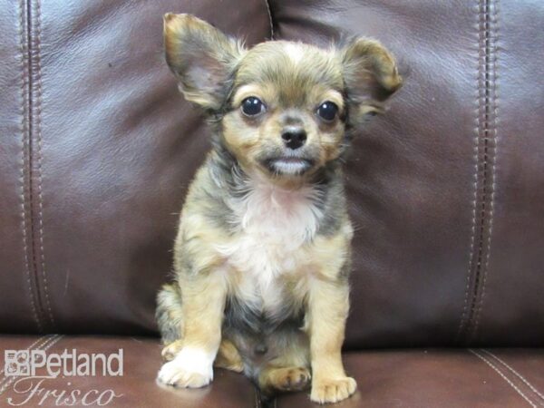 Chihuahua-DOG-Male-Brown-26464-Petland Frisco & Mckinney, Texas