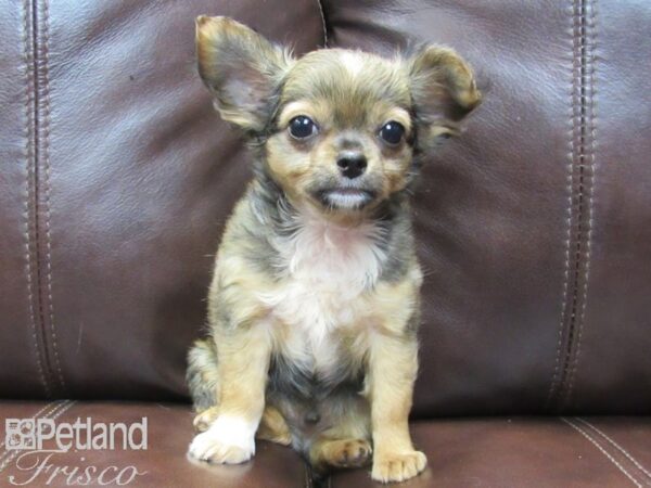 Chihuahua-DOG-Male-Brown-26464-Petland Frisco, Texas