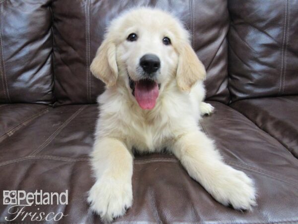 Golden Retriever-DOG-Male-Red-26584-Petland Frisco & Mckinney, Texas