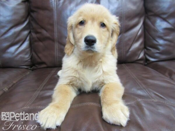 Golden Retriever-DOG-Female-Red-26585-Petland Frisco & Mckinney, Texas