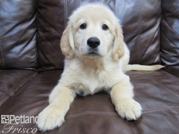 Golden Retriever-DOG-Male-Red-26586-Petland Frisco & Mckinney, Texas