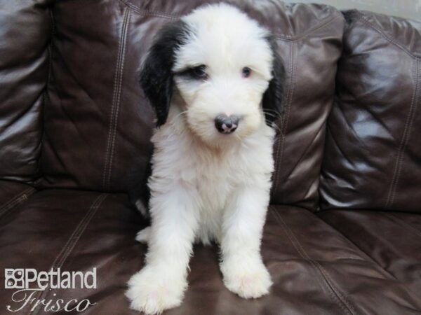 Old English Sheepdog DOG Female Black White 26587 Petland Frisco, Texas