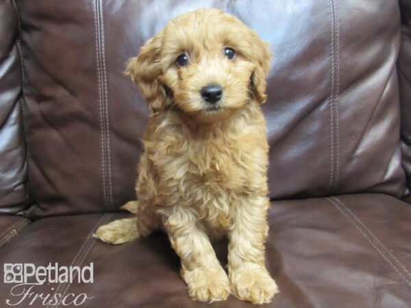 F1B Mini Goldendoodle-DOG-Male-Red-26588-Petland Frisco & Mckinney, Texas