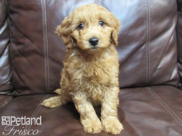 F1B Mini Goldendoodle-DOG-Male-Red-26588-Petland Frisco, Texas