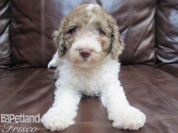 Goldendoodle DOG Female Brown White 26589 Petland Frisco, Texas