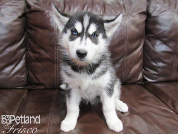 Siberian Husky-DOG-Female-BLK & WH-26590-Petland Frisco & Mckinney, Texas