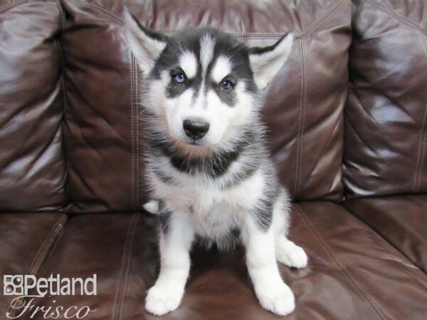 Siberian Husky-DOG-Female-BLK & WH-26590-Petland Frisco, Texas