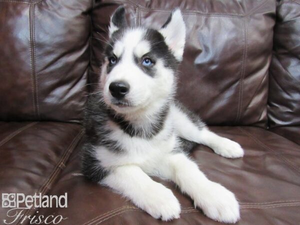 Siberian Husky-DOG-Male-BLK & WH-26591-Petland Frisco, Texas