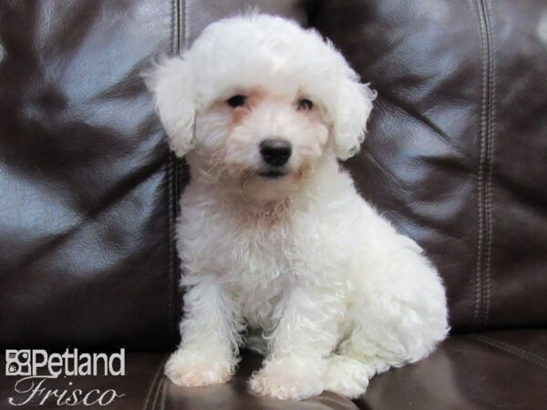 Bichon Frise-DOG-Male-WH-26592-Petland Frisco, Texas