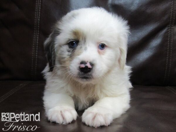 Miniature Australian Shepherd-DOG-Female-BLUE MERLE-26593-Petland Frisco & Mckinney, Texas