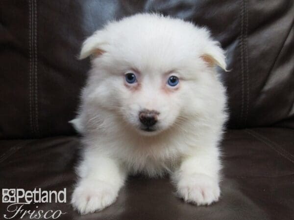 American Eskimo-DOG-Female-WHITE-26595-Petland Frisco, Texas