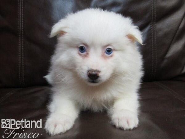 American Eskimo-DOG-Female-WHITE-26595-Petland Frisco & Mckinney, Texas