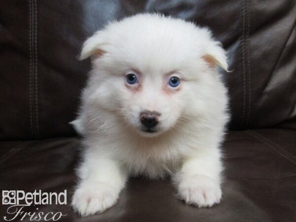 American Eskimo DOG Female WHITE 26595 Petland Frisco, Texas