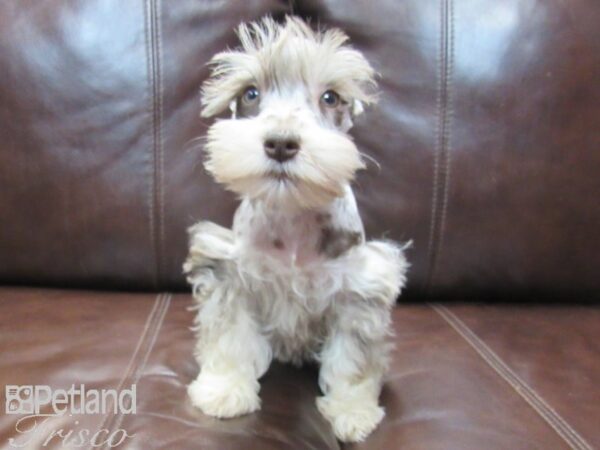 Miniature Schnauzer-DOG-Female-LIVER MERLE-26596-Petland Frisco & Mckinney, Texas