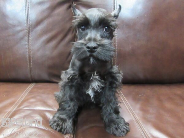 Miniature Schnauzer-DOG-Male-BLK WHITE-26598-Petland Frisco & Mckinney, Texas